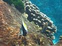 Similan (82)